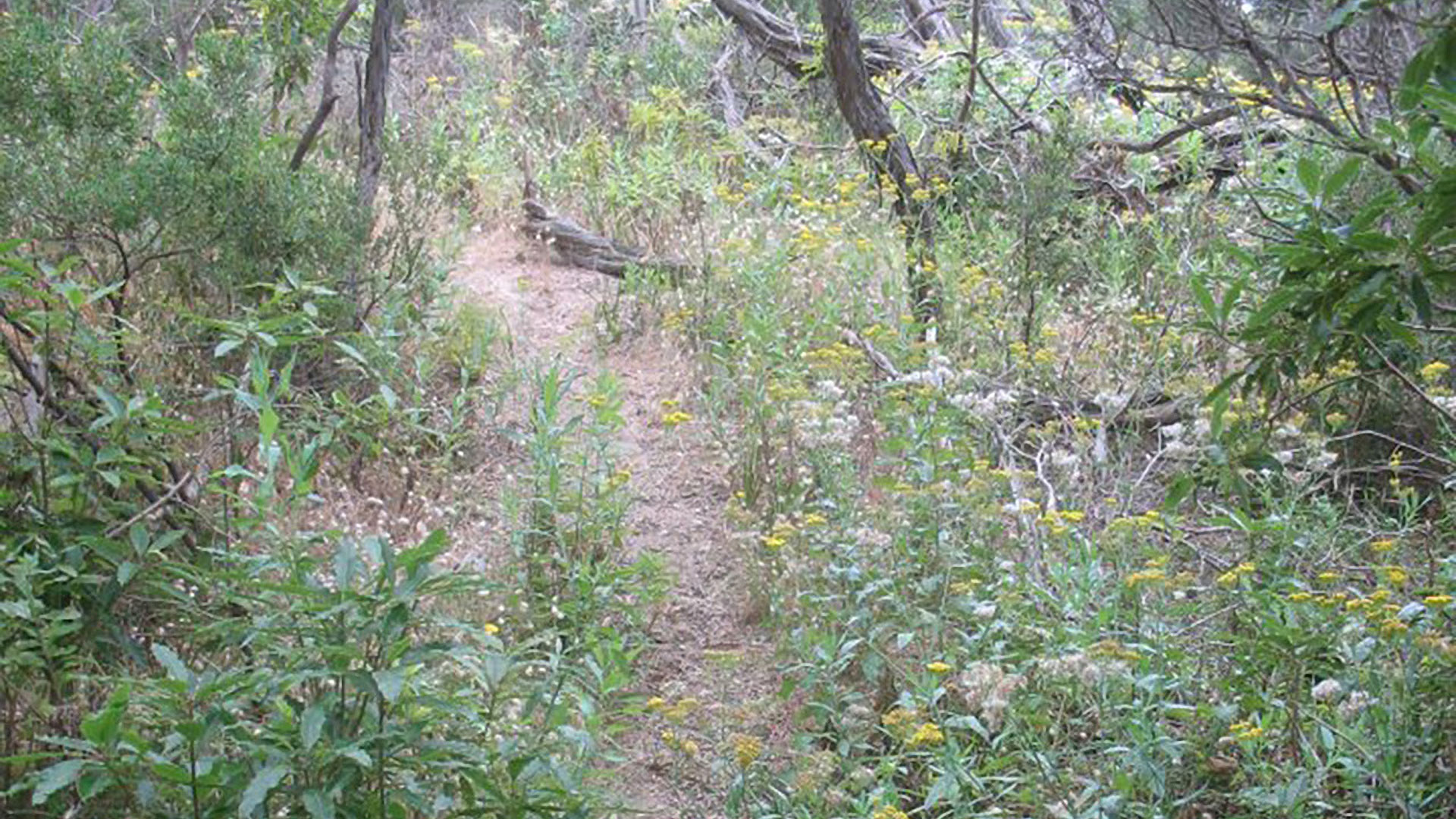 Foreshore Track