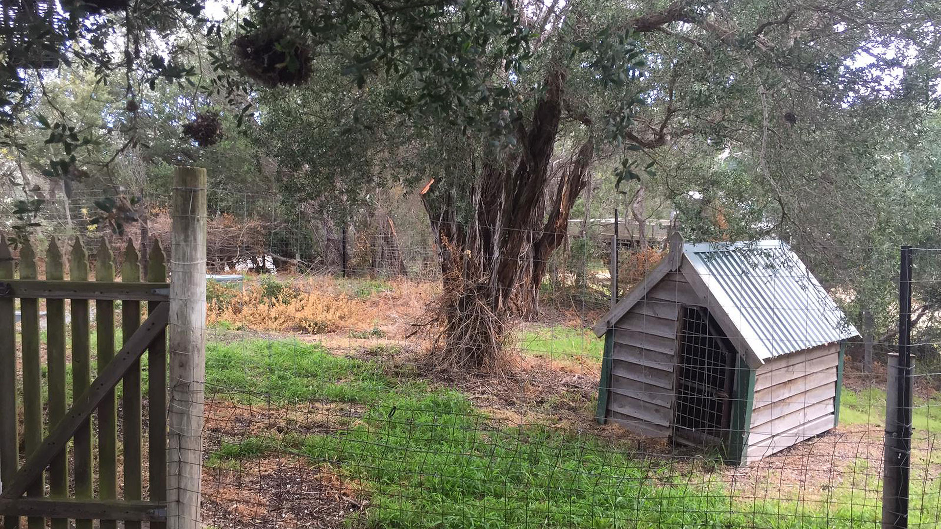 Dog Kennel and Compound