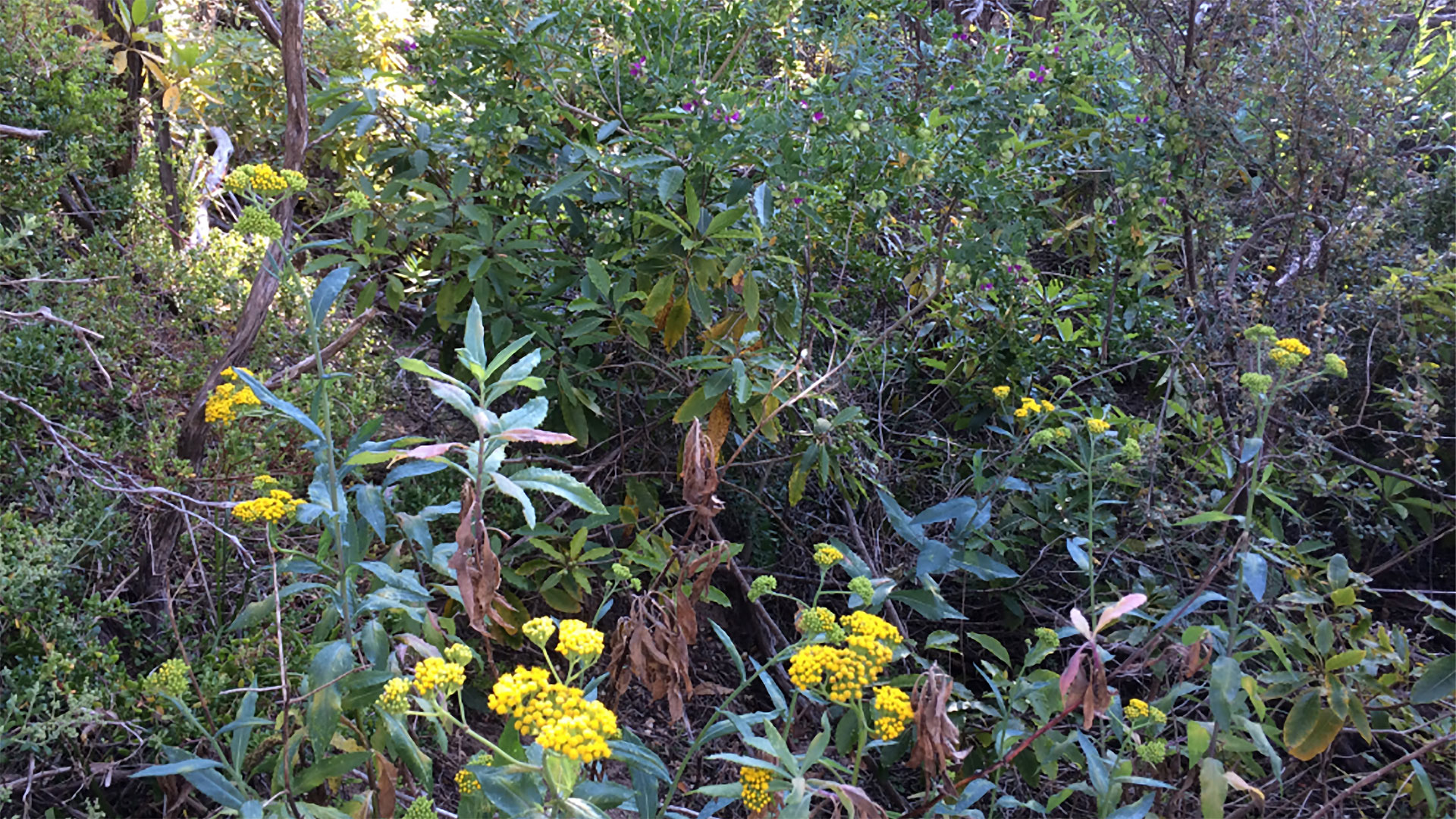 Wildflowers along the Path